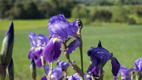 Images Gratuites La Nature Herbe Champ Prairie Violet Floraison