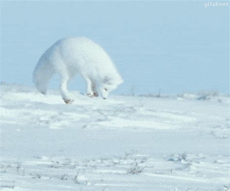 Cute Arctic Fox  Fox Cute  Fox Cute Funny Discover Share S