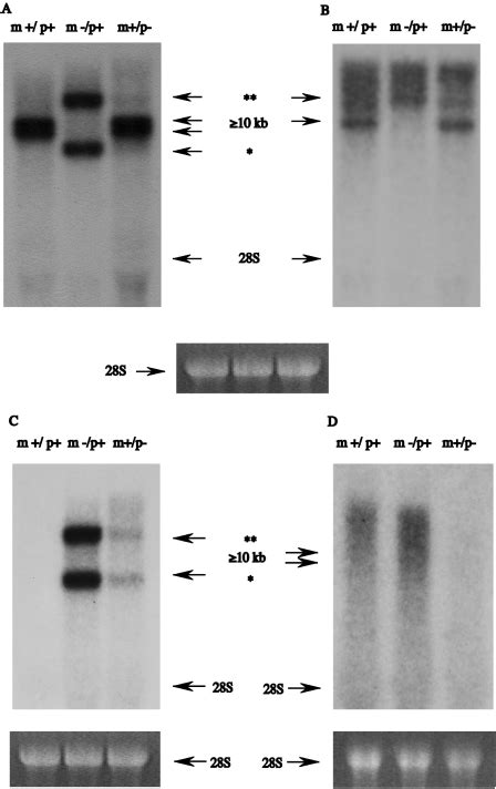 Northern Blot Analysis Of Ube A In M P M P And M P Brain A