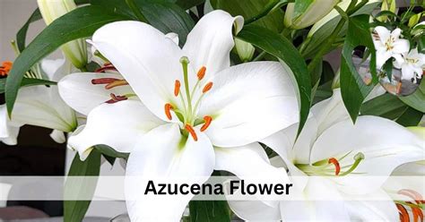 Azucena Flower Tattoos Best Flower Site