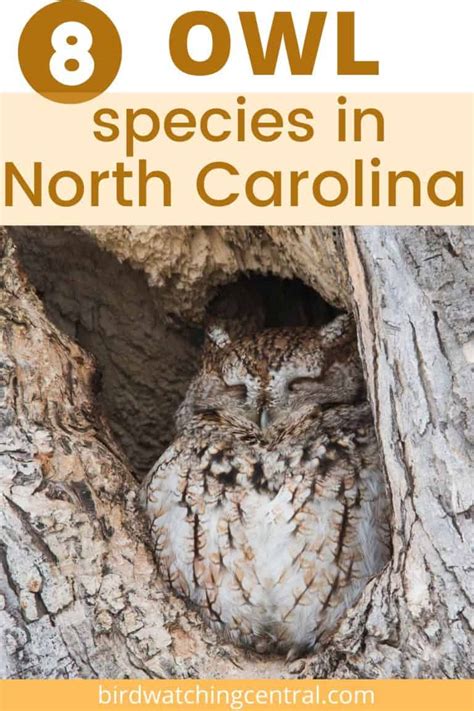 Owls In North Carolina Birdwatching Central