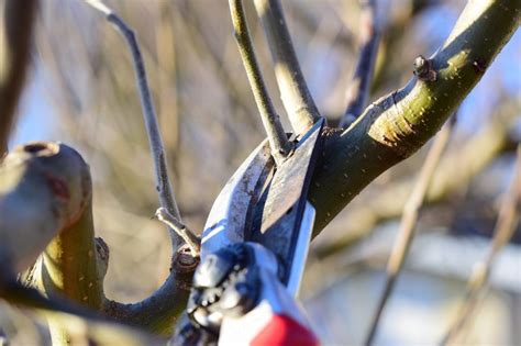 Welke Planten Kan Je Nu Snoeien Tuinmaand Nl