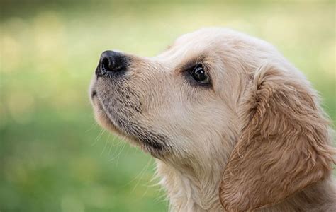 犬の鼻がいつも濡れているのはなぜ？その驚きの理由とは？ 愛犬との旅行ならイヌトミィ