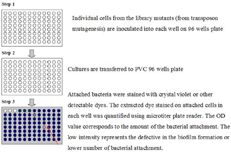 The Figure Represents The Microtiter Plate Assay For The Selection Of Download Scientific