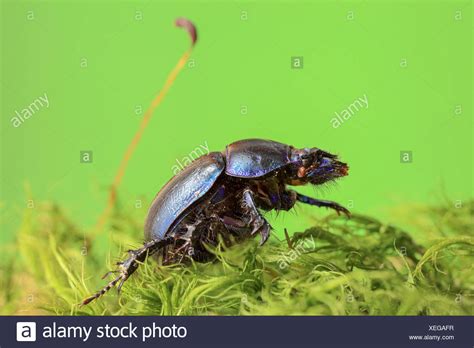 Dung Beetle Forest High Resolution Stock Photography And Images Alamy