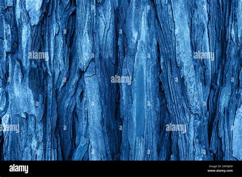 The Textured Bark Of A Young Coastal Redwood In Trendy Blue Color