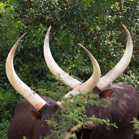 Longhorn Cattle Horns, Pair of Longhorn Cattle in Uganda, Africa Stock ...