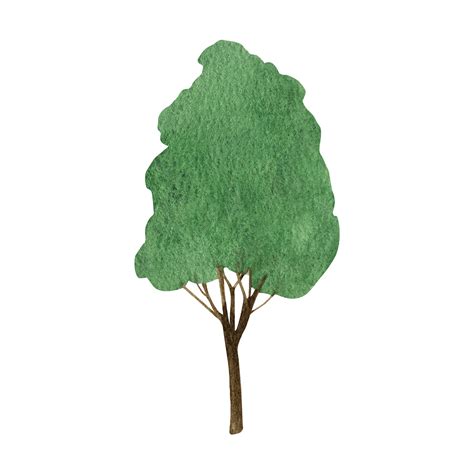 Hand Gezeichnet Aquarell Wald Laubabwerfend Baum Clip Art 21631453