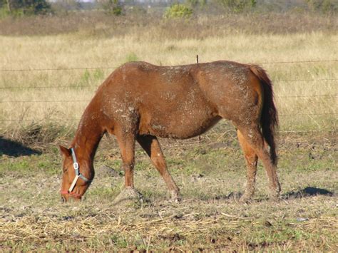 The Online Zoo Horse