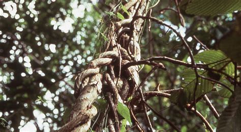 Natural Climate Solutions Freeing Trees From Woody Vines Tnc