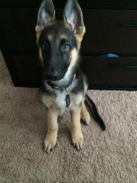 3 Month Old German Shepherd Puppy Online