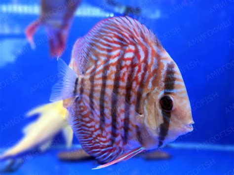 Discus Red Turquoise