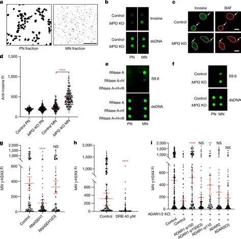 Adar Mediated Deamination Of Rnadna Hybrids Promotes Mn Dna Damage A