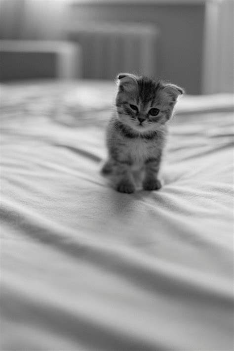 10,000+ Best Kitten Photos · 100% Free Download · Pexels Stock Photos