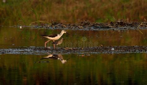 Black Winged Stilt Habitat in a Field Stock Photo - Image of feather, flower: 180427122