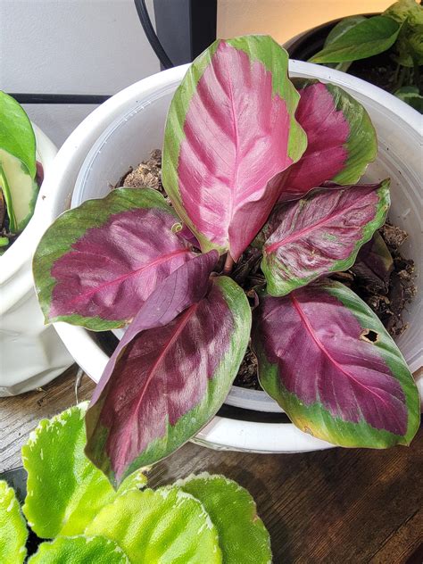 calathea 💞 : r/pinkplants