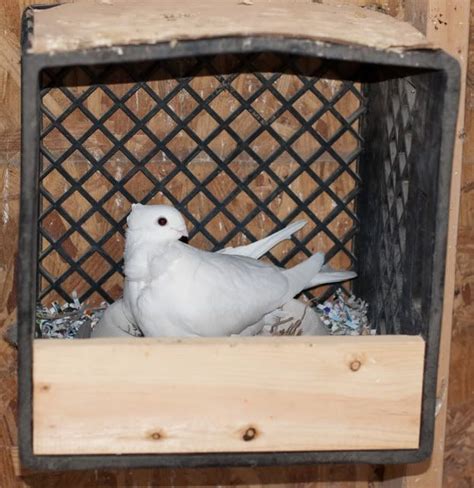 Pigeon Nest Boxes Elainelianna