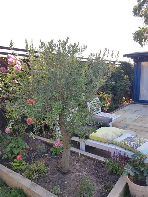 Newly Planted Olive Tree Yellow Leaves — Bbc Gardeners World Magazine