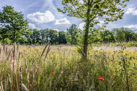 Natuur Op Zn Mooist Deze Weken Bloemendaal