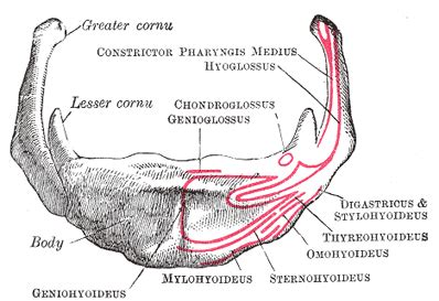 The Hyoid Bone - Human Anatomy