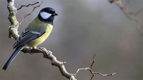 Heimische Wintervögel So erkennst du sie auf einen Blick Blühendes