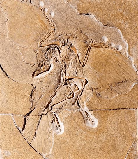 How Flight Evolved In Birds The Flying And Feathered Dinosaurs