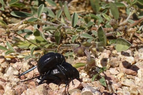 Darkling Beetles Mating Project Noah