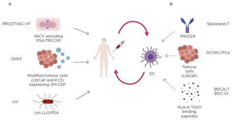 Immunotherapy In Prostate Cancer Recent Advances And Future Directions