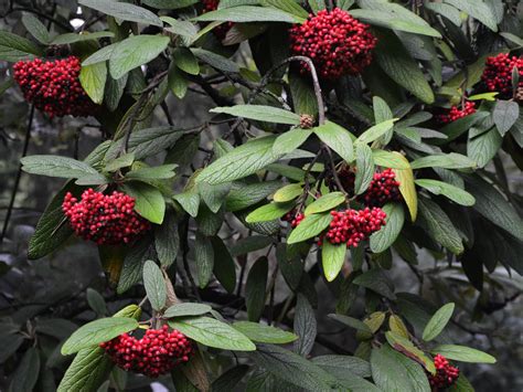 Viburnum Rhytidophyllum Wrinkled Viburnum Jurassicplants Nurseries