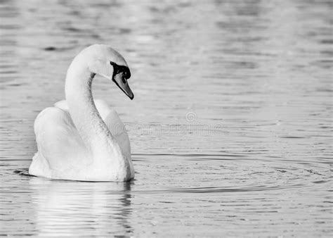 Cisne Mudo En Blanco Y Negro Sobre Un Lago Florida Foto De Archivo