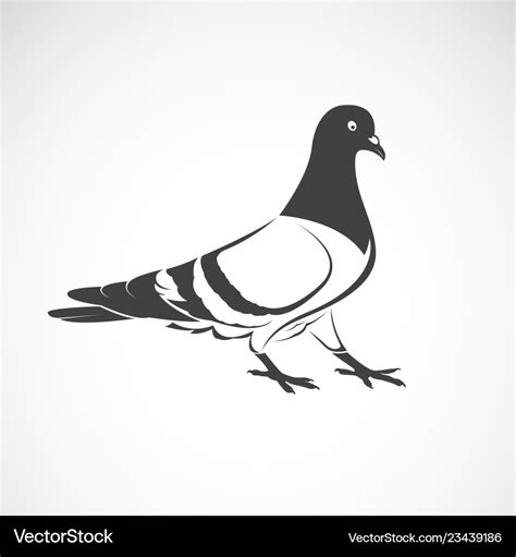 Pigeon Design On White Background Bird Icon Vector Image