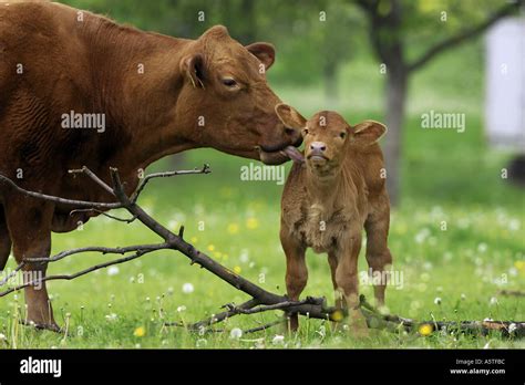 Vache nettoyant son veau Banque de photographies et dimages à haute