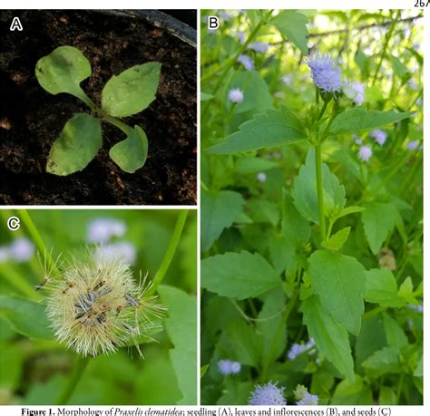 Figure From Seed Morphology And Allelopathy Of Invasive Praxelis