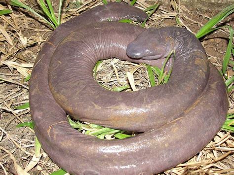 Atretochoana Eiselti