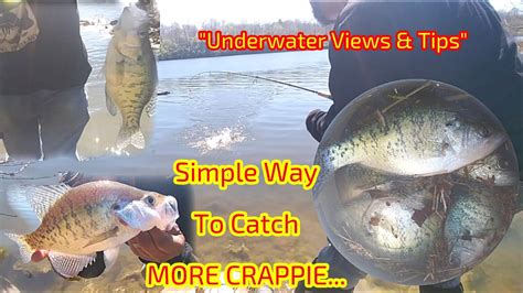 Simple Way To Catch More Crappie Important Crappie Fishing Tips