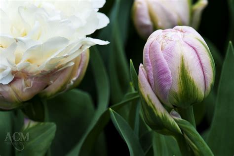 Ice Cream Tulip Double Late Acm Photography