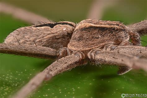 Running Crab Spider Super Macro Photos