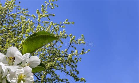 Rama De Manzano Floreciente Con Grandes Flores Blancas En Primavera