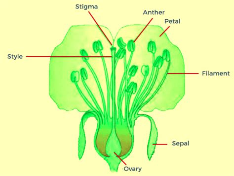 Sexual Reproduction In Flowering Plants Javatpoint