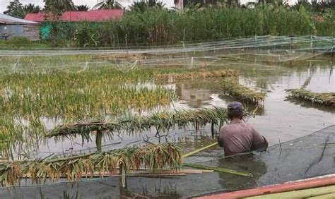 Hindari Alih Fungsi Lahan Petani Di Paser Diguyur Bantuan Pemerintah