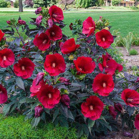 Hibiscus Midnight Marvel Shrub Spring Hill Nurseries In 2020