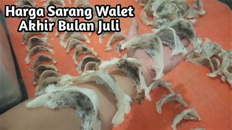 Update Harga Sarang Burung Walet Bulan Agustus Walet Liur Mulia