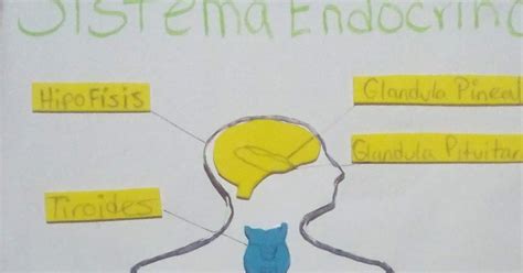 Como Hacer Una Maqueta Del Sistema Endocrino F Cil