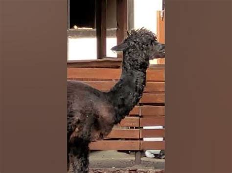 Зевок Черной Альпаки))) Black Alpaca/Alpaka czarna - YouTube