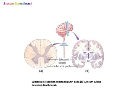 Sistem Koordinasi Sistem Saraf Pusat Ppt Download