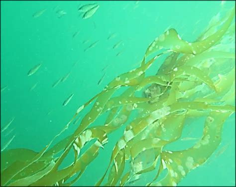 Salish Sea Kelp Restoration Enhancing Habitat Connectivity - Project ...