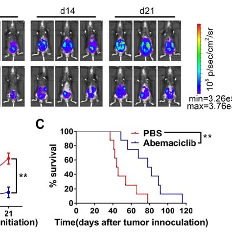 Abemaciclib Synergizes With Anti Pd 1 Therapy In Id8 Tumor Control And