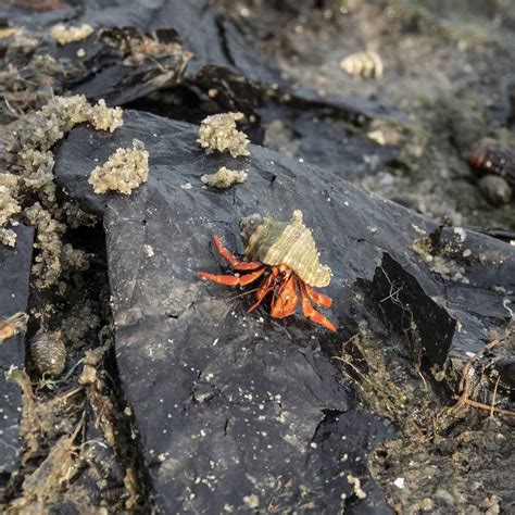 Crabs Of India Roaming Owls