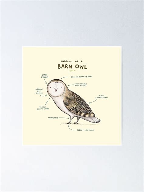 "Anatomy of a Barn Owl" Poster for Sale by SophieCorrigan | Redbubble