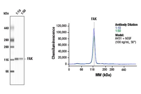 FAK D5O7U XP Rabbit MAb 71433 Datasheet With Images Cell